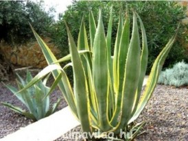 Agave Americana_02